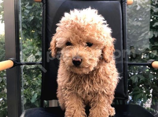 Erkek Dişi Toypoodle görsel