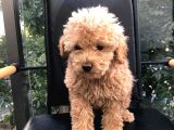 Erkek Dişi Toypoodle