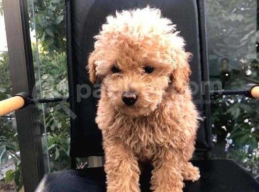 Erkek Dişi Toypoodle görsel