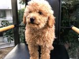 Erkek Dişi Toypoodle