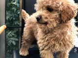 Erkek Dişi Toypoodle
