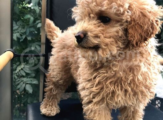Erkek Dişi Toypoodle görsel