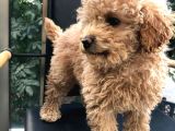 Erkek Dişi Toypoodle