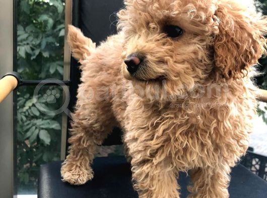 Erkek Dişi Toypoodle görsel