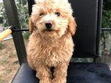 Erkek Dişi Toypoodle