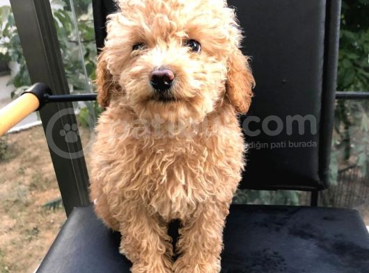 Erkek Dişi Toypoodle görsel