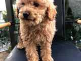 Erkek Dişi Toypoodle