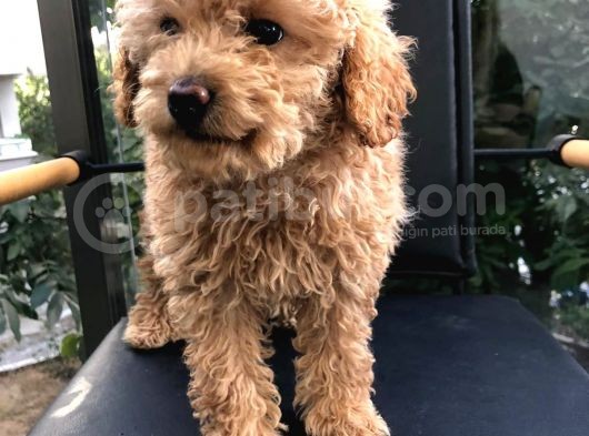 Erkek Dişi Toypoodle görsel