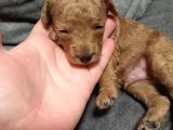 Şecereli Anneden Minyatür Poodle
