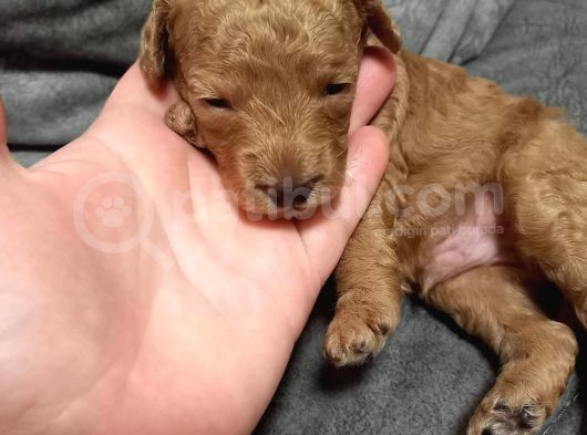 Şecereli Anneden Minyatür Poodle