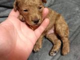 Şecereli Anneden Minyatür Poodle