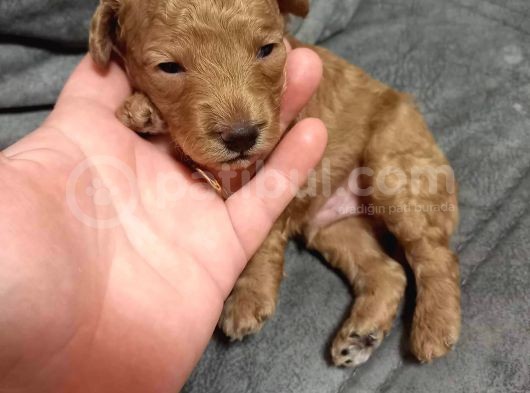 Şecereli Anneden Minyatür Poodle görsel