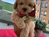 Muhteşem Toypoodle Bebekler