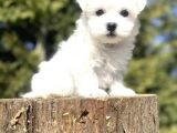 Orji̇nal Maltese Terri̇er Bebekleri̇mi̇z