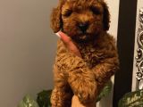 Irk Garantili Toypoodle Bebeklerimiz
