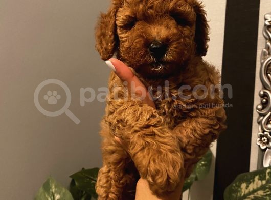 Irk Garantili Toypoodle Bebeklerimiz görsel