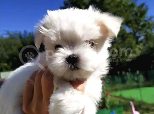 Mini Boy Maltese Yavrular