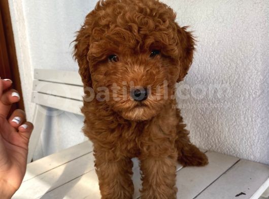 Karamelll.toypoodle’ın Bebekleri görsel