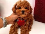 Güzel Yüzlü Red Toy Poodle Yavrular