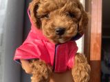 Muhteşem Toypoodle Bebekler