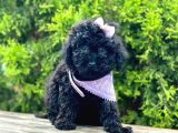 Black Nadir Renk Toy Poodle Yavrular
