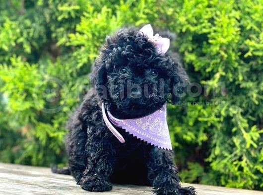 Black Nadir Renk Toy Poodle Yavrular görsel