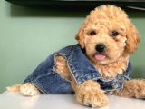 Muhteşem ToyPoodle Bebekler