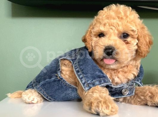 Muhteşem Toypoodle Bebekler