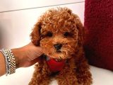 Güzel Yüzlü Red Toy Poodle Yavrular