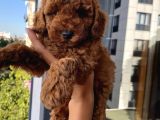 Karamelll.toypoodle’ın Bebekleri