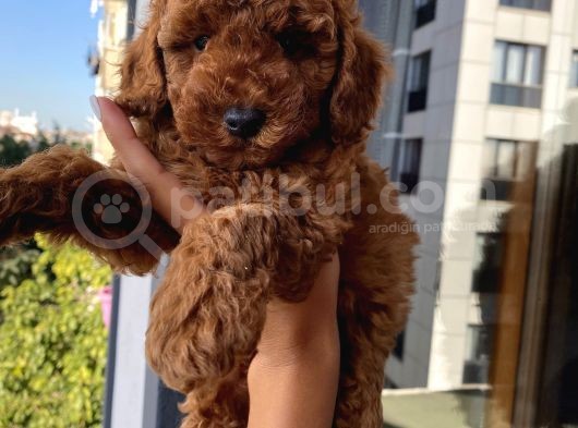 Karamelll.toypoodle’ın Bebekleri görsel
