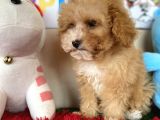 Malti̇poo F1 F2 Jenerasyon Tüy Dökmez Orjinal Safkan Garanti