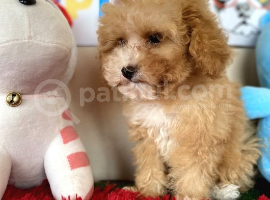 Malti̇poo F1 F2 Jenerasyon Tüy Dökmez Orjinal Safkan Garanti