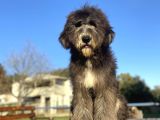 Dev Boy Bernedoodle Bebekler