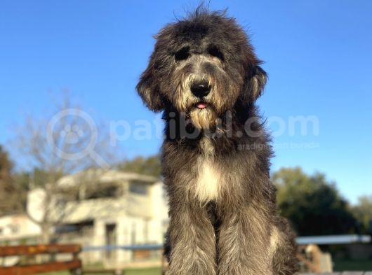 Dev Boy Bernedoodle Bebekler görsel
