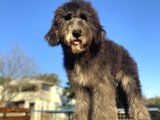 Dev Boy Bernedoodle Bebekler