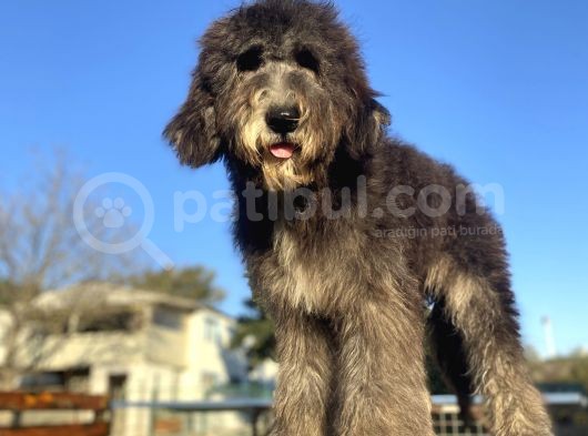Dev Boy Bernedoodle Bebekler