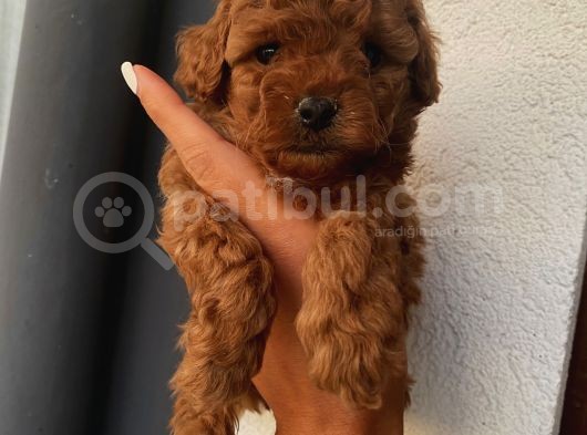 Ev Ortamında Büyüyen Toypoodle Yavrular görsel