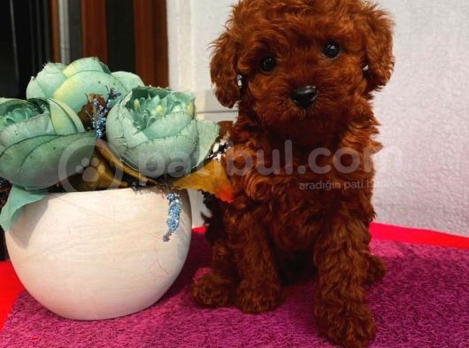 Muhteşem Toypoodle Bebekler görsel