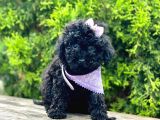 Black Nadir Renk Toy Poodle Yavrular