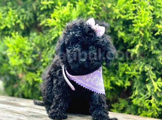 Black Nadir Renk Toy Poodle Yavrular görsel