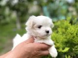 Mini Boy Maltese Yavrular
