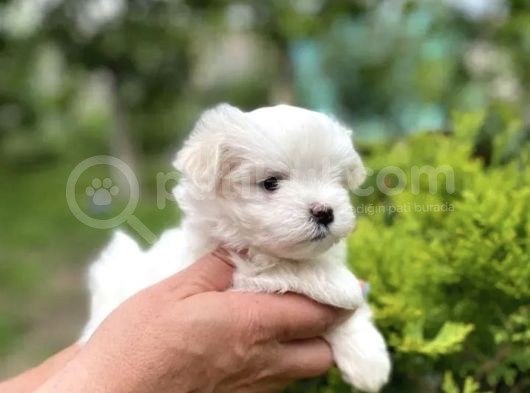 Mini Boy Maltese Yavrular görsel