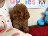 Toy Poodle Redbrown Safkan Orjinal Tüy Dökmez Garantili
