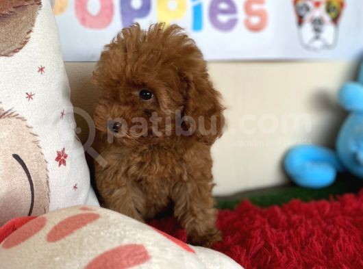 Toy Poodle Redbrown Safkan Orjinal Tüy Dökmez Garantili görsel