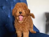 Irk Garantili Toypoodle Bebeklerimiz