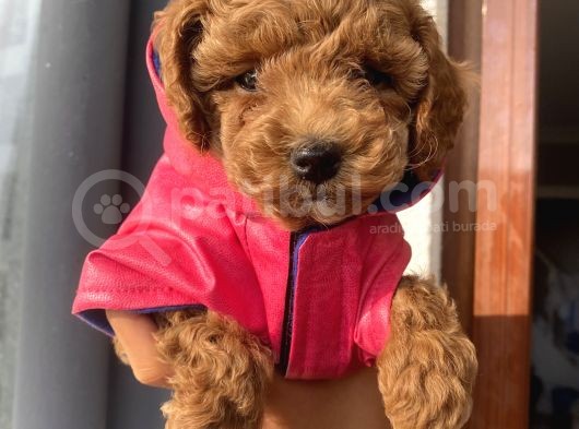 Karamelll.toypoodle’ın Bebekleri görsel