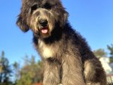 Dev Boy Bernedoodle Bebekler