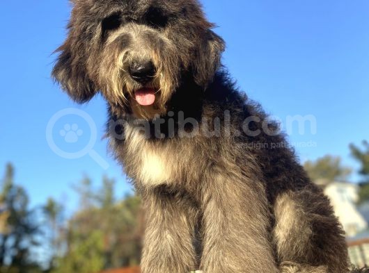 Dev Boy Bernedoodle Bebekler görsel