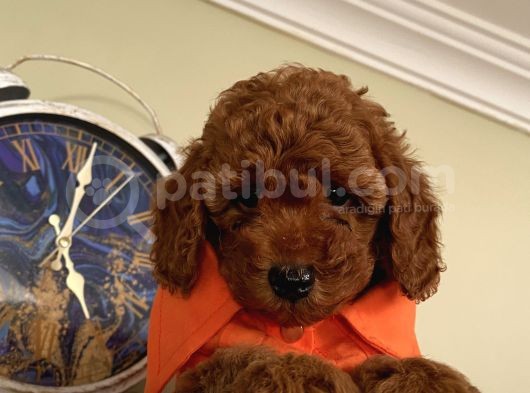 Karamelll.toypoodle’ın Bebekleri